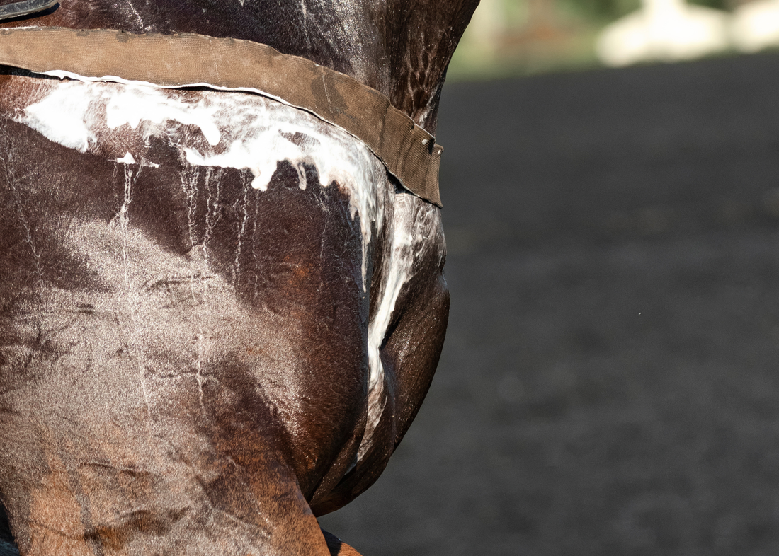 How Sweat Affects Your Horse's Coat | Summer Horse Grooming