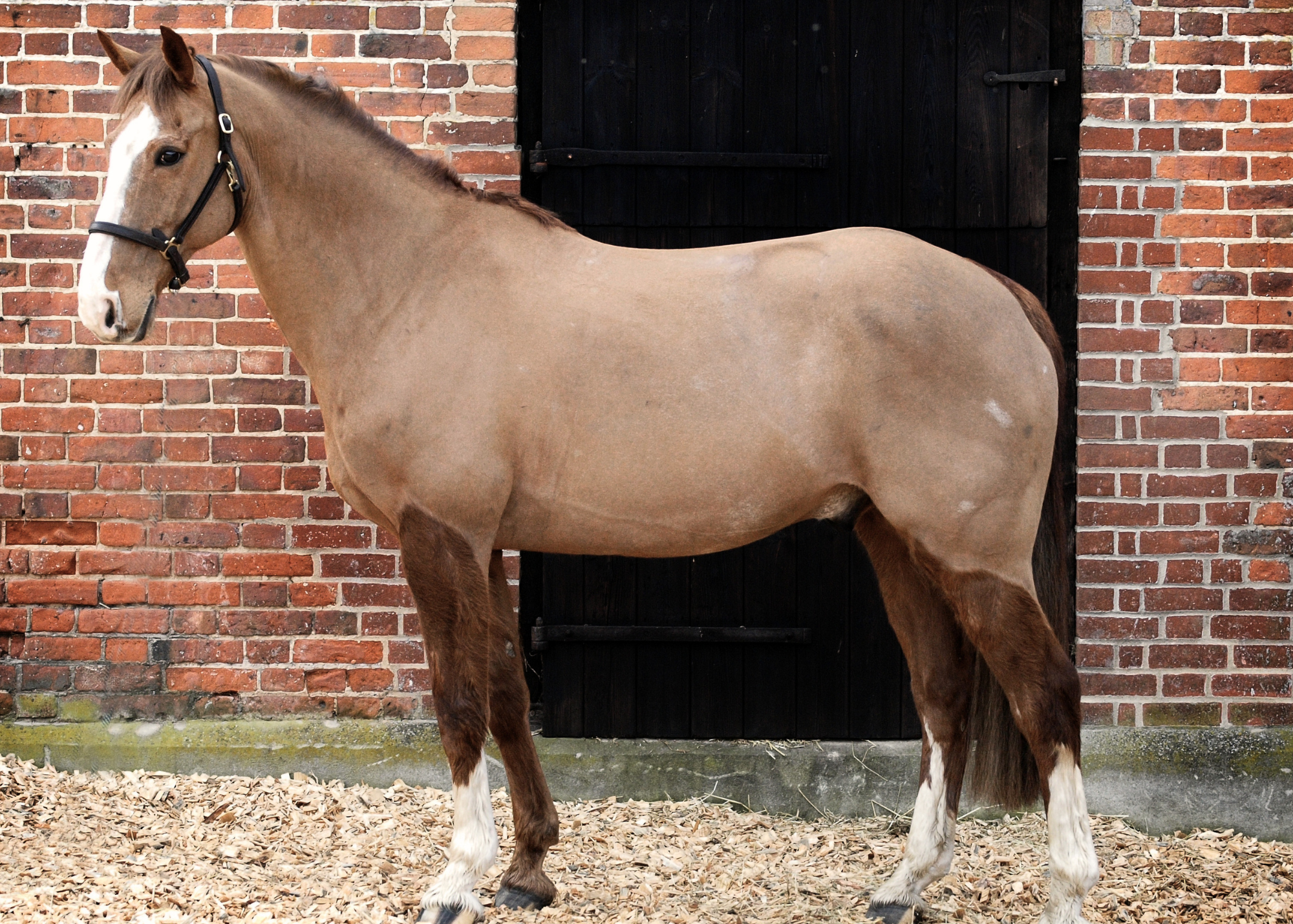 Should You Clip a Horse's Summer Coat?