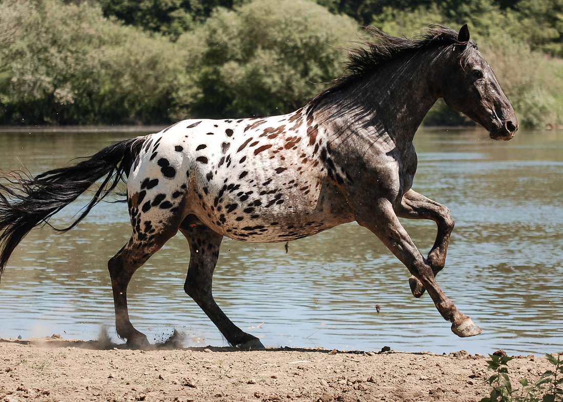 Dull Coats in Horses: Where De-Worming Comes into Play