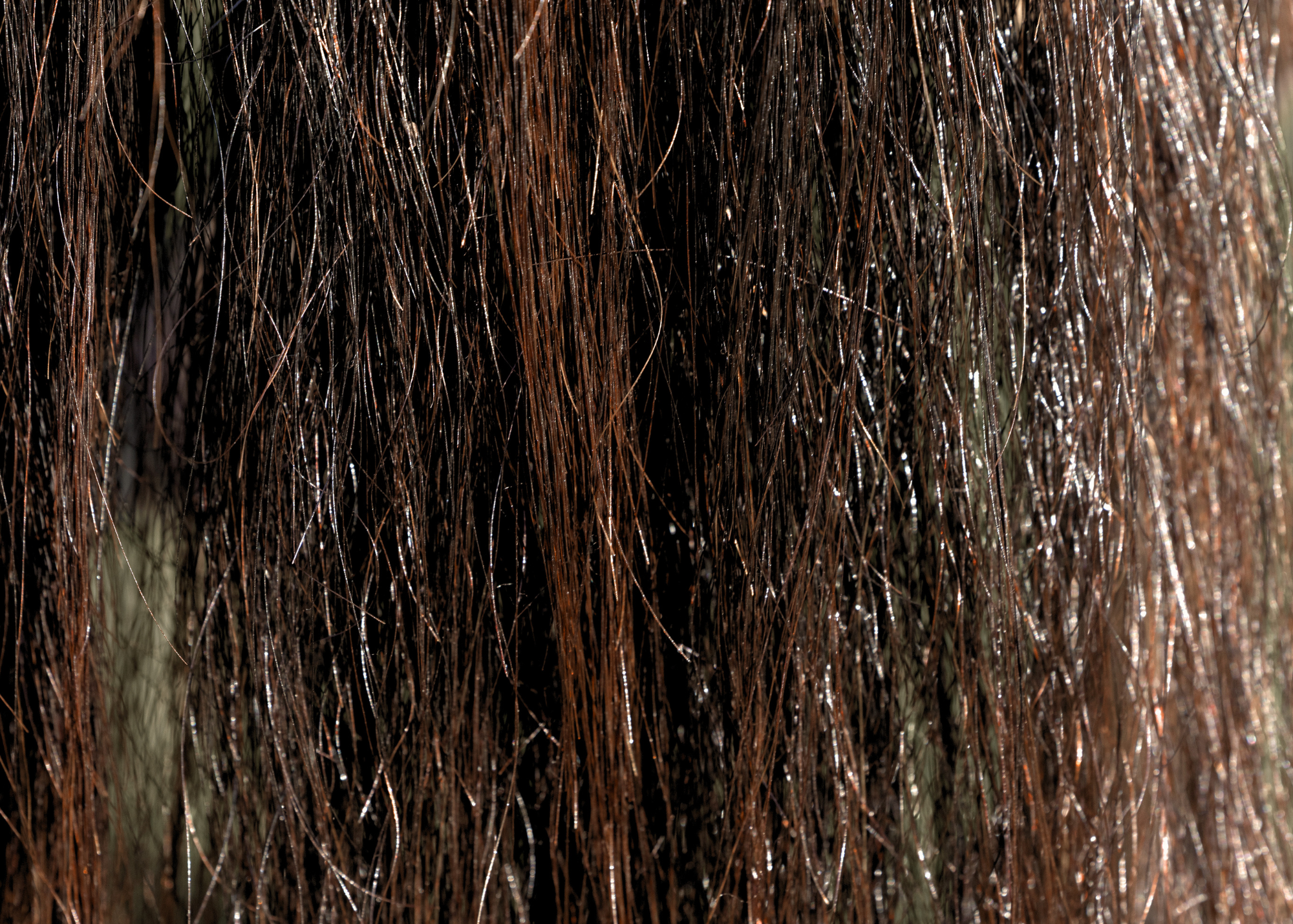 Understanding Your Horse's Mane Type