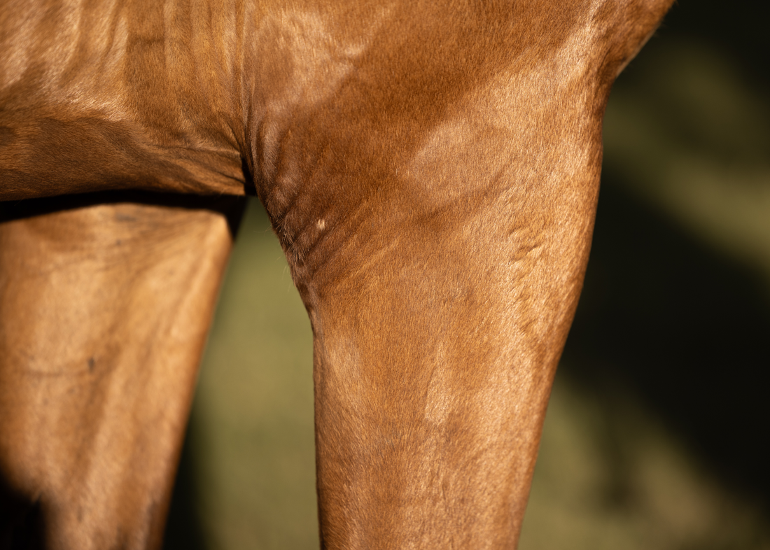 Inside-Out Shine | The Nutritional Factors Affecting a Horse's Coat