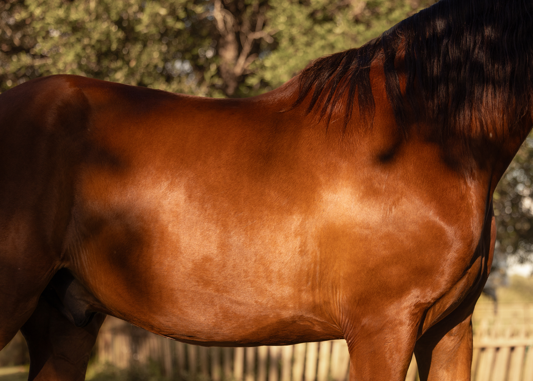 When SHOULDN'T You Brush Your Horse?