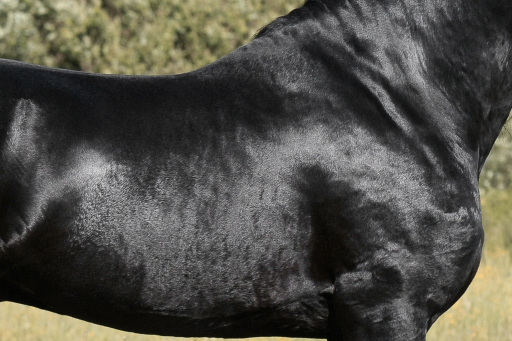 Black horse standing in a grassy field with trees in the background