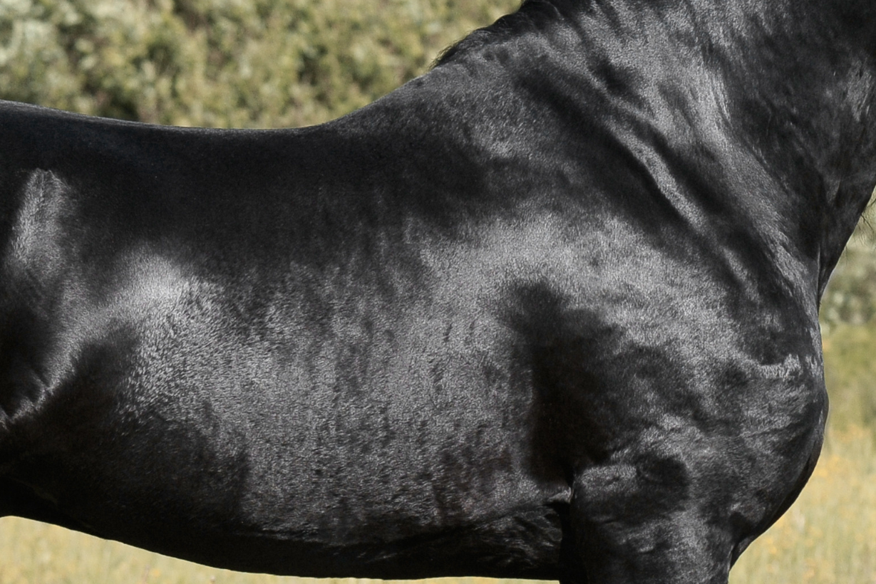 Black horse standing in a grassy field with trees in the background