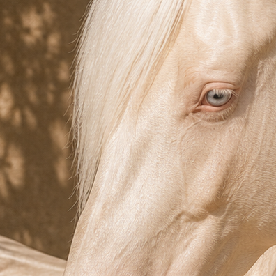 Cremello horse standing under a tree with a warm, natural light setting