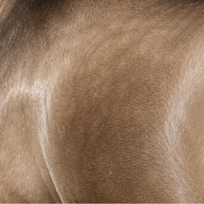 Close-up of a horse's back with a blurred background