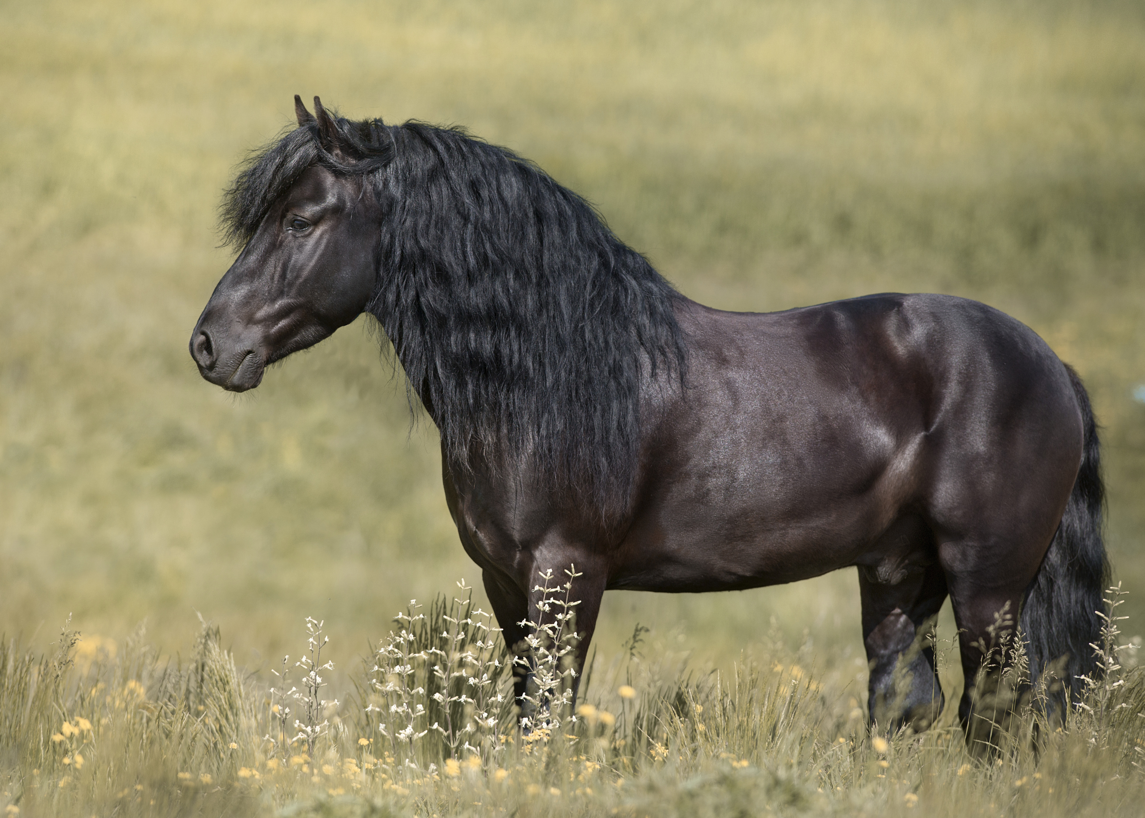 Bloom: a Luxury Mane & Tail Protectant