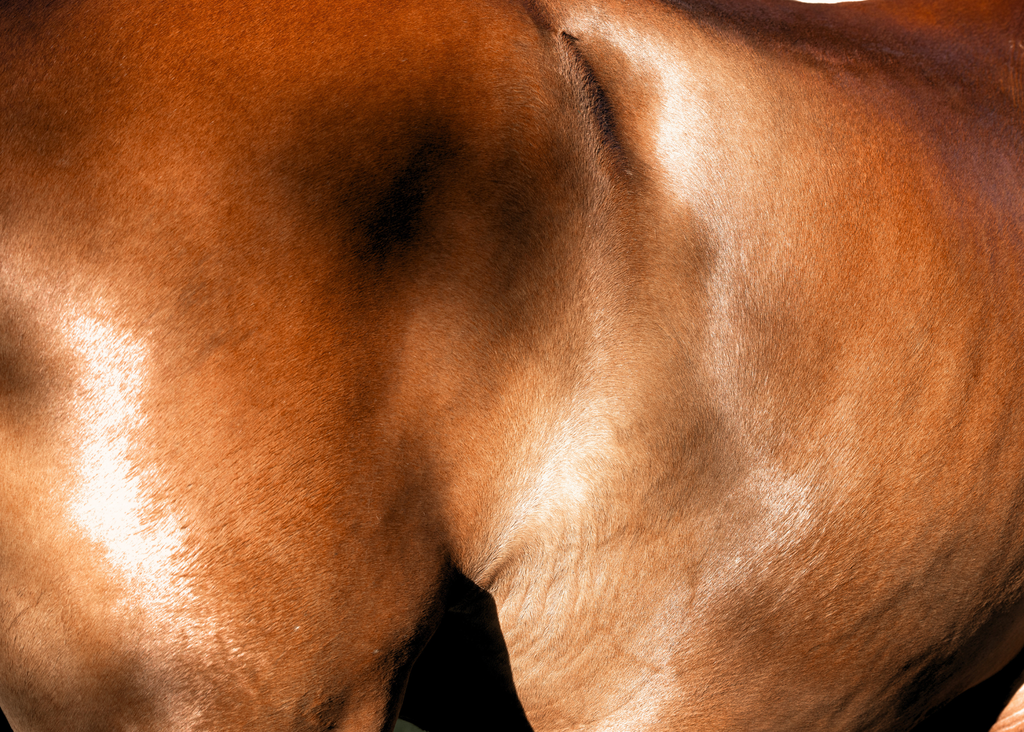 Nectar: a Luxury Daily Coat Spray