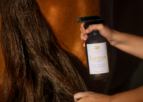 Luster: a Luxury Hot Oil Coat Treatment