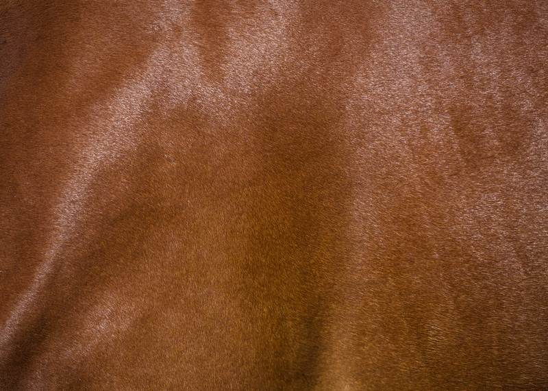 Close-up of a bay horse's shiny coat