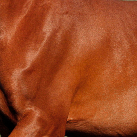 Brown horse with a white stripe on its face standing in a grassy field.