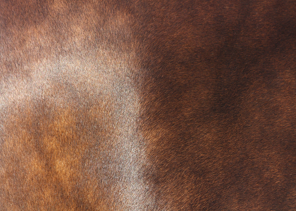 Close-up of a dappled bay horse's coat