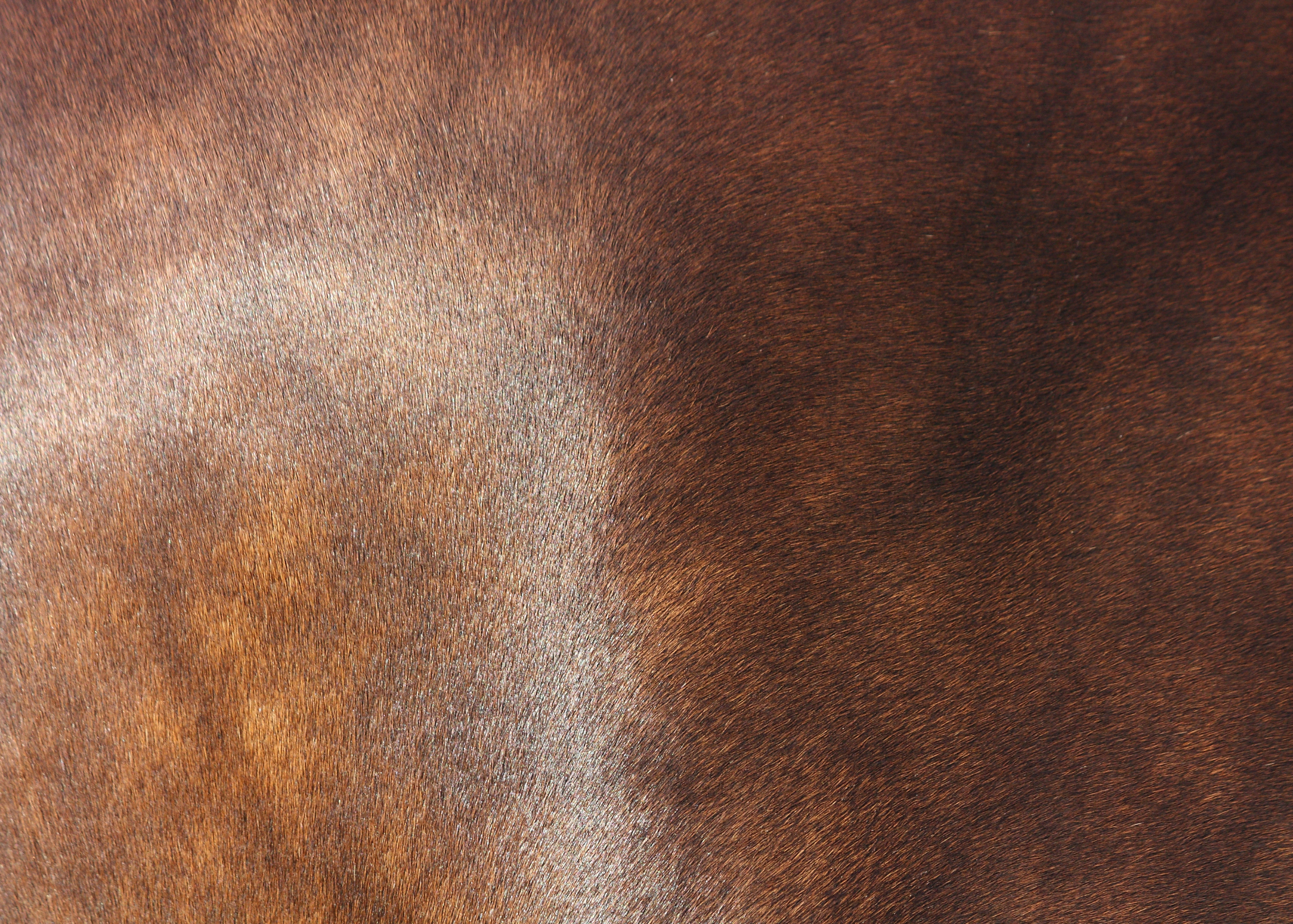 Close-up of a dappled bay horse's coat