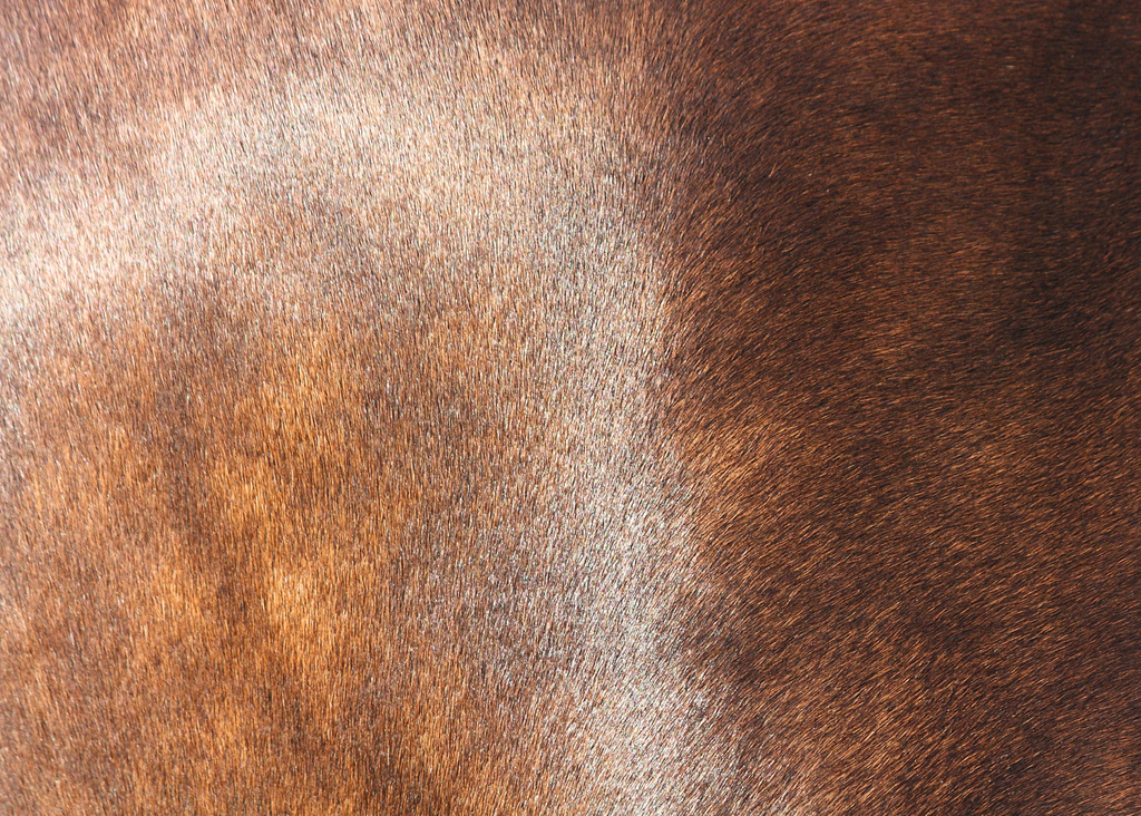 Nectar: a Luxury Daily Coat Spray