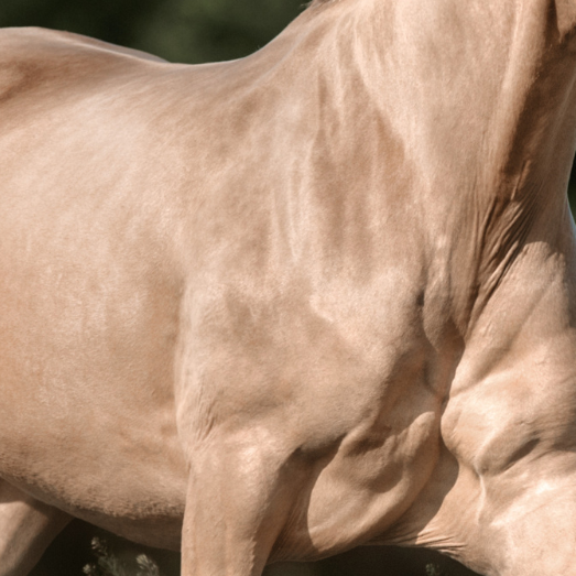 Solstice: a Luxury Summer Coat Spray
