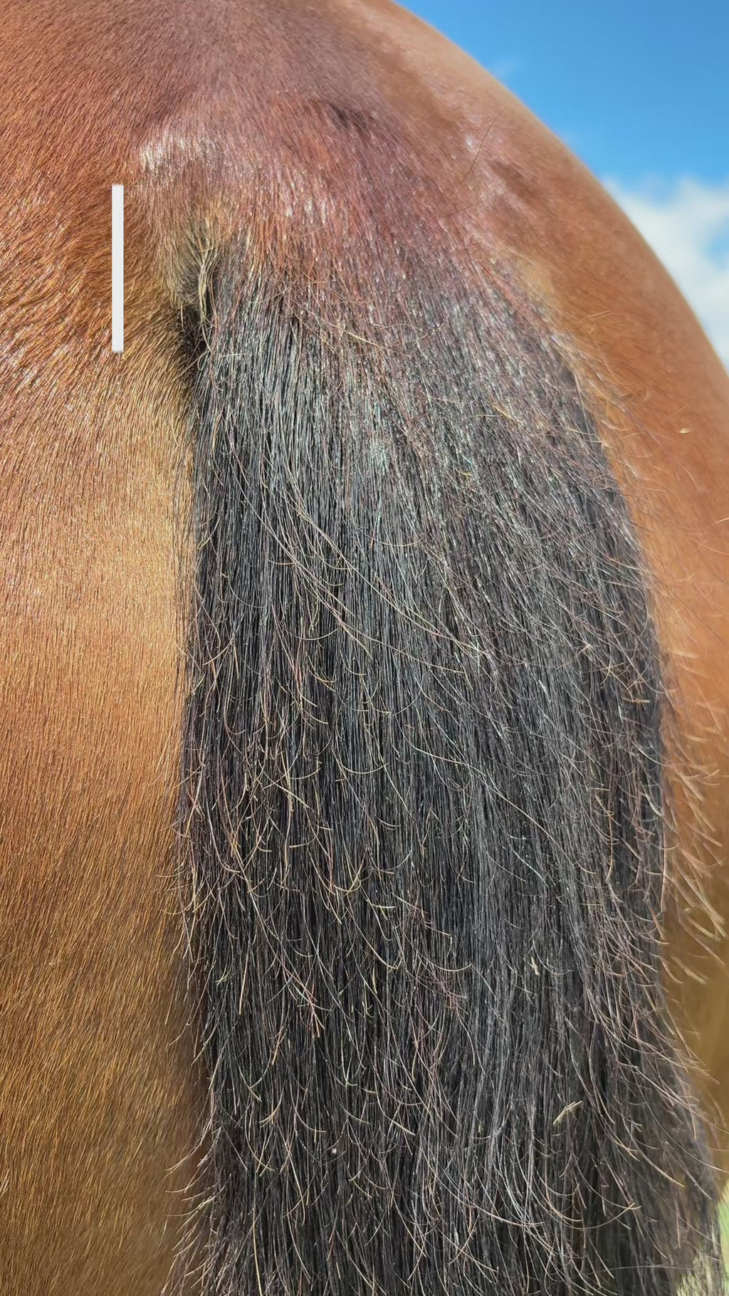 Bloom: a Luxury Mane & Tail Treatment for Length and Fullness